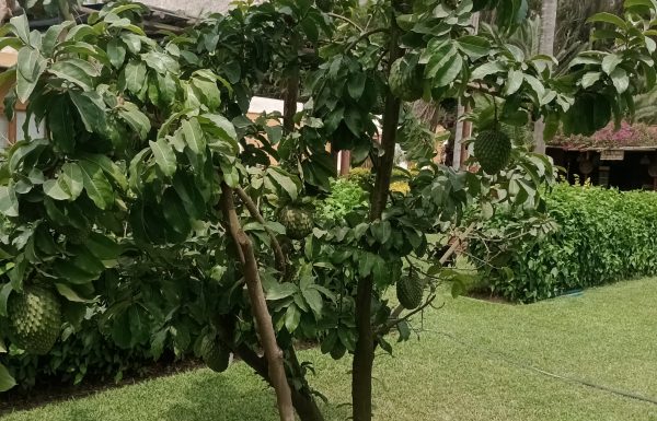 Hermosas y Exclusivas Locaciones para eventos en Cieneguilla